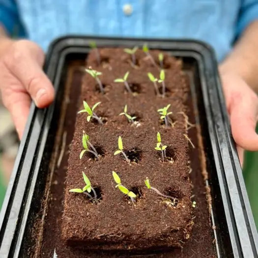 The Cocktail Growbar