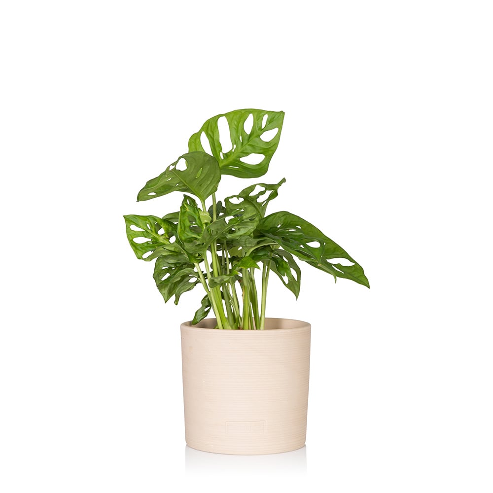 Monstera Monkey Leaf