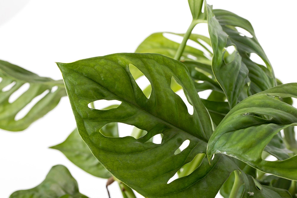 Monstera Monkey Leaf
