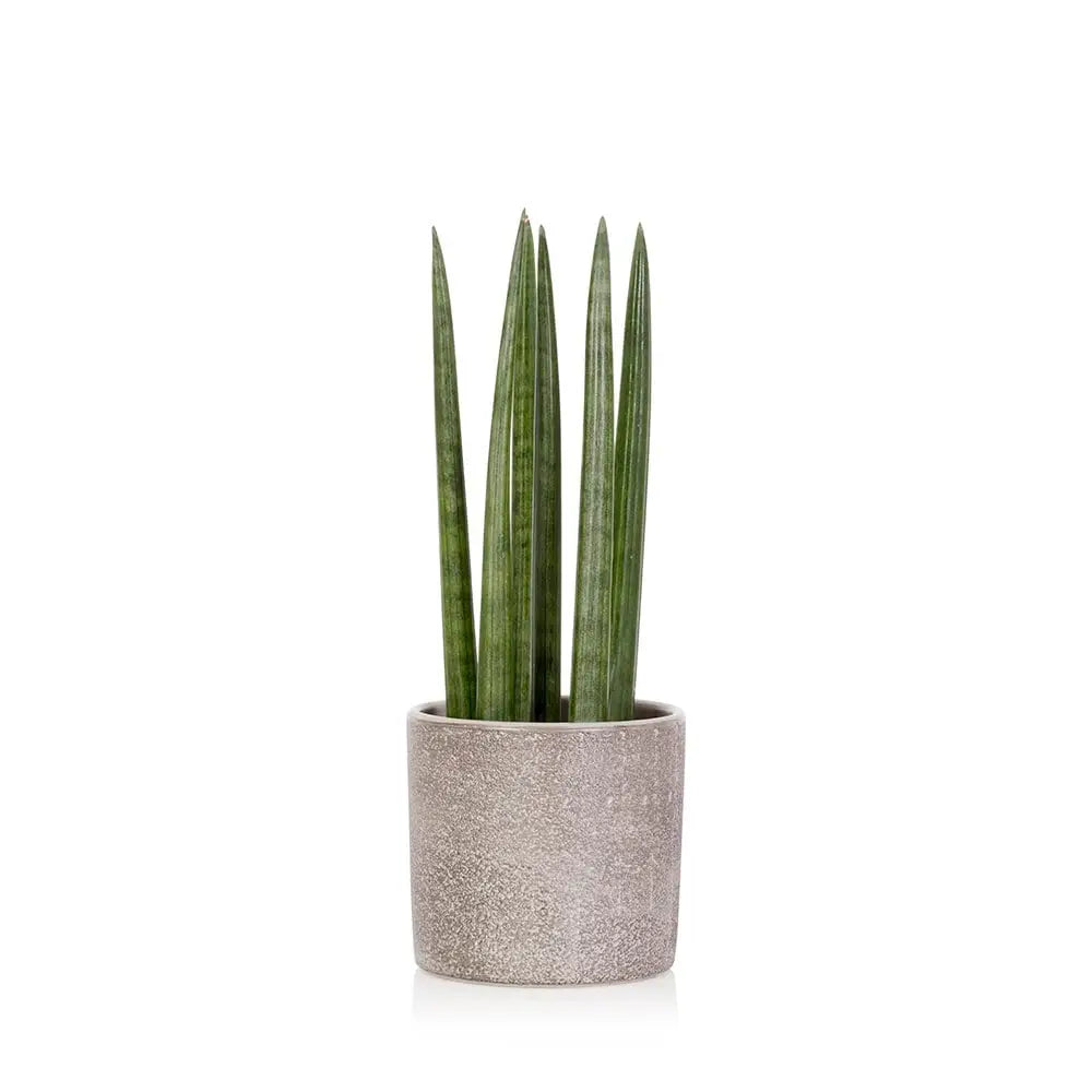Sansevieria Cylindrica (Spiky), Grey Textured Pot