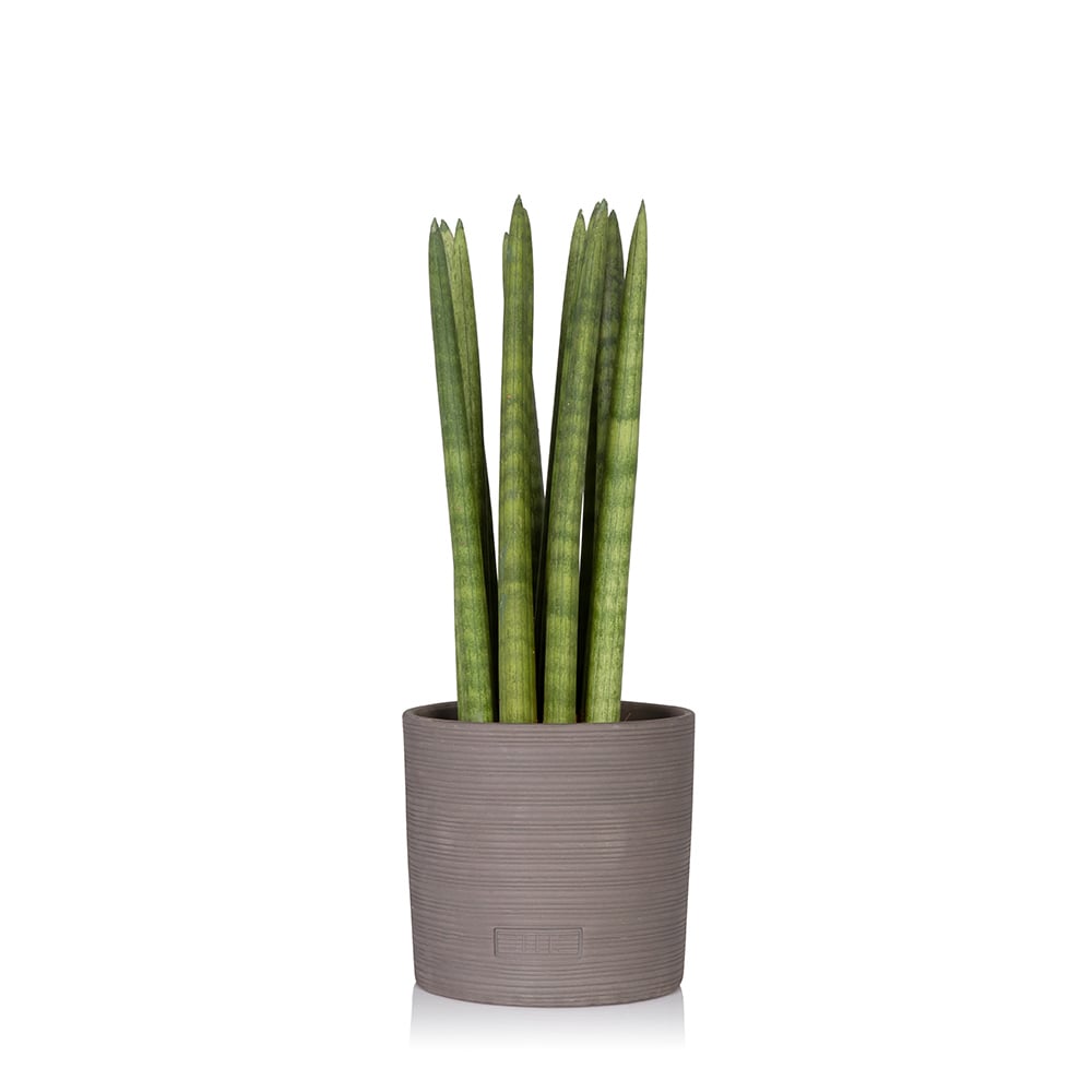 Sansevieria Cylindrica (Spiky), Grey Textured Pot