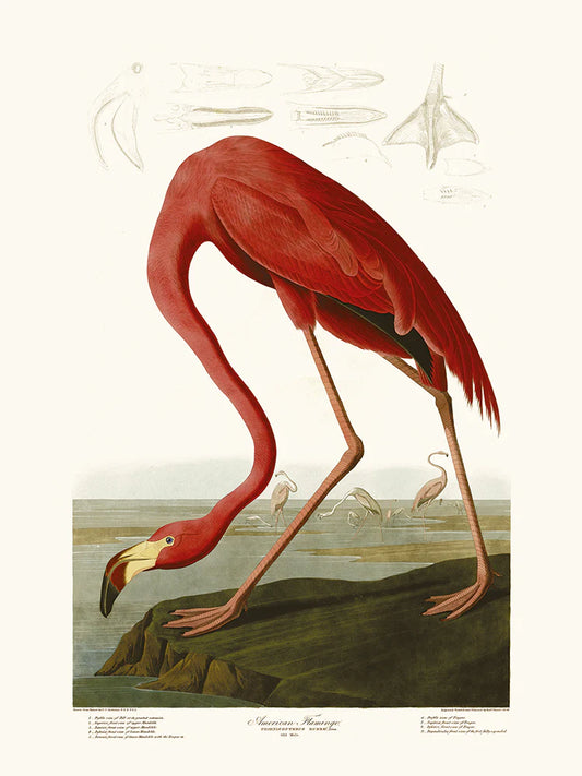 American Flamingo Print 30cm x 40cm