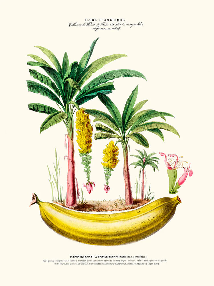 Dwarf Banana Tree 30 x 40 cm Poster