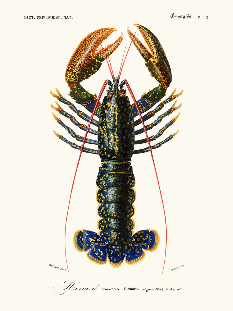 Lobster 30 x 40 cm Poster