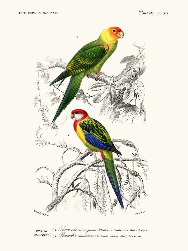 Parakeets 30 x 40 cm Poster