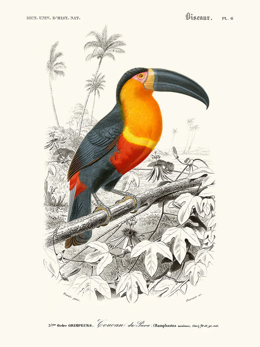 Toucan 30 x 40 cm Poster