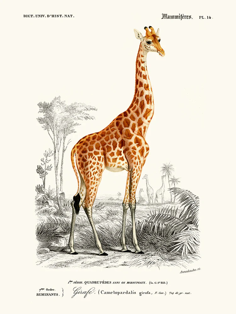 Giraffe 30 x40 cm Poster