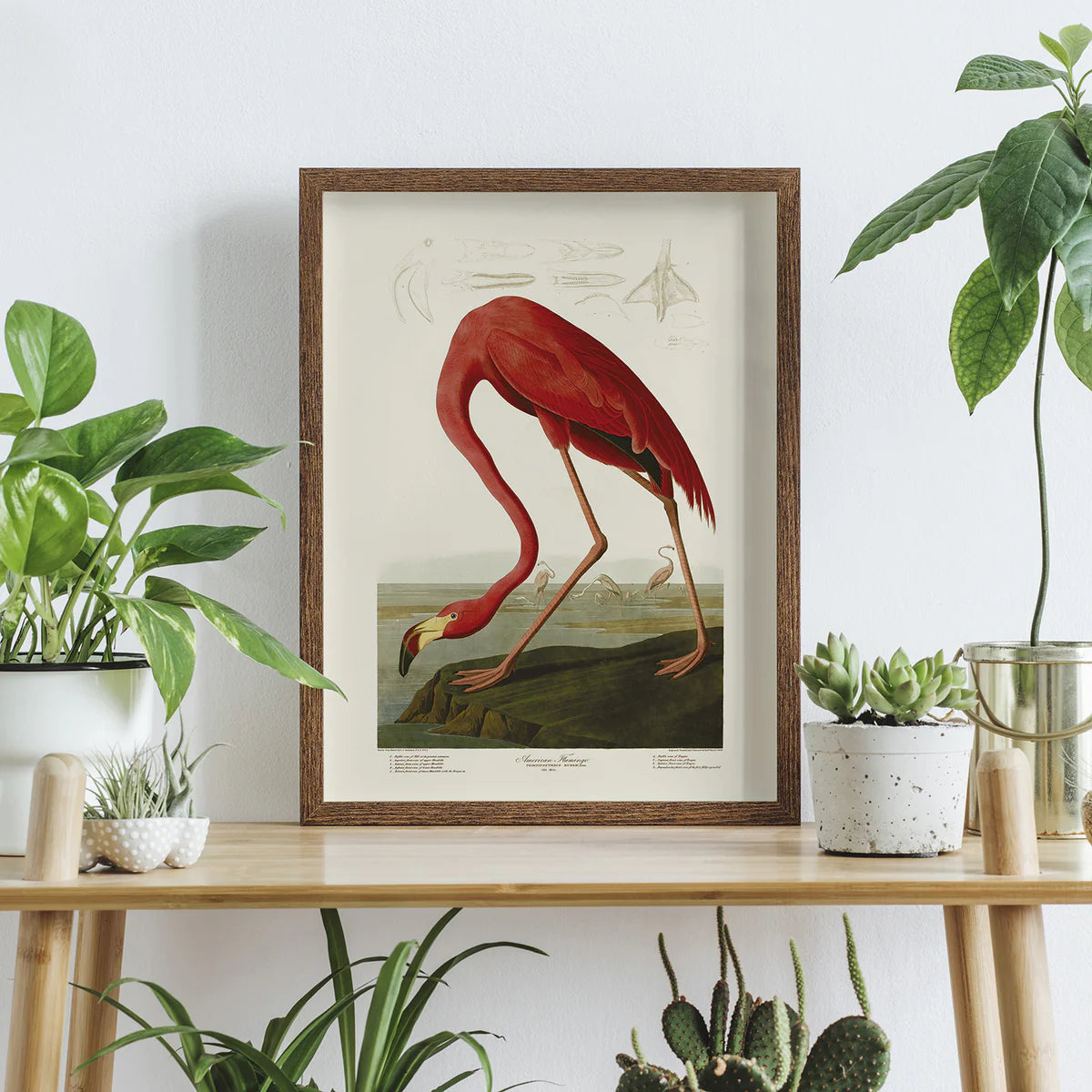 American Flamingo Print 30cm x 40cm