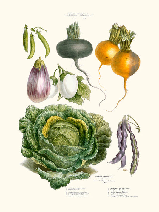 Old Vegetables Vilmorin #2 30 x 40 cm Poster