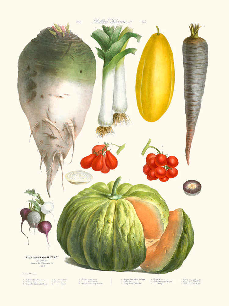 Old Vegetables Vilmorin #1 30 x 40 cm Poster