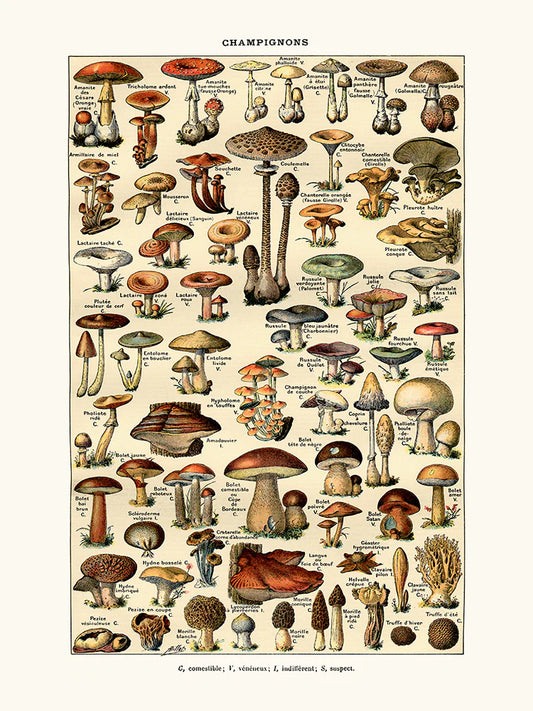 Mushrooms 30 x40 cm Posters