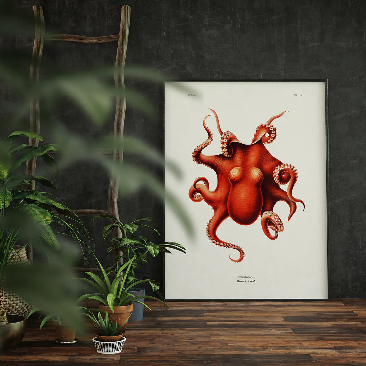 Framed Cephalopod Polypus Levis Hoyle