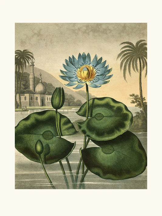 Waterlily 30 x 40 cm Poster