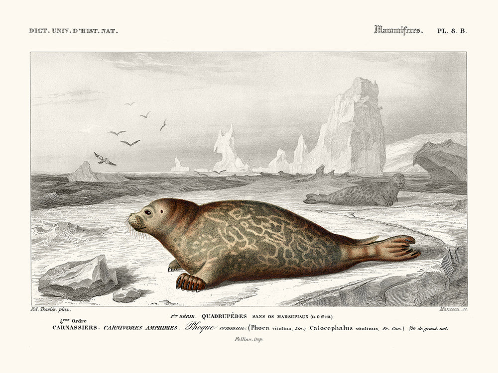 Seal — Naturalist Print | 30 x 40 cm