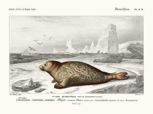 Seal — Naturalist Print | 30 x 40 cm