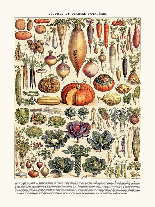 Vintage Vegetable Print | 30 x 40 cm Poster