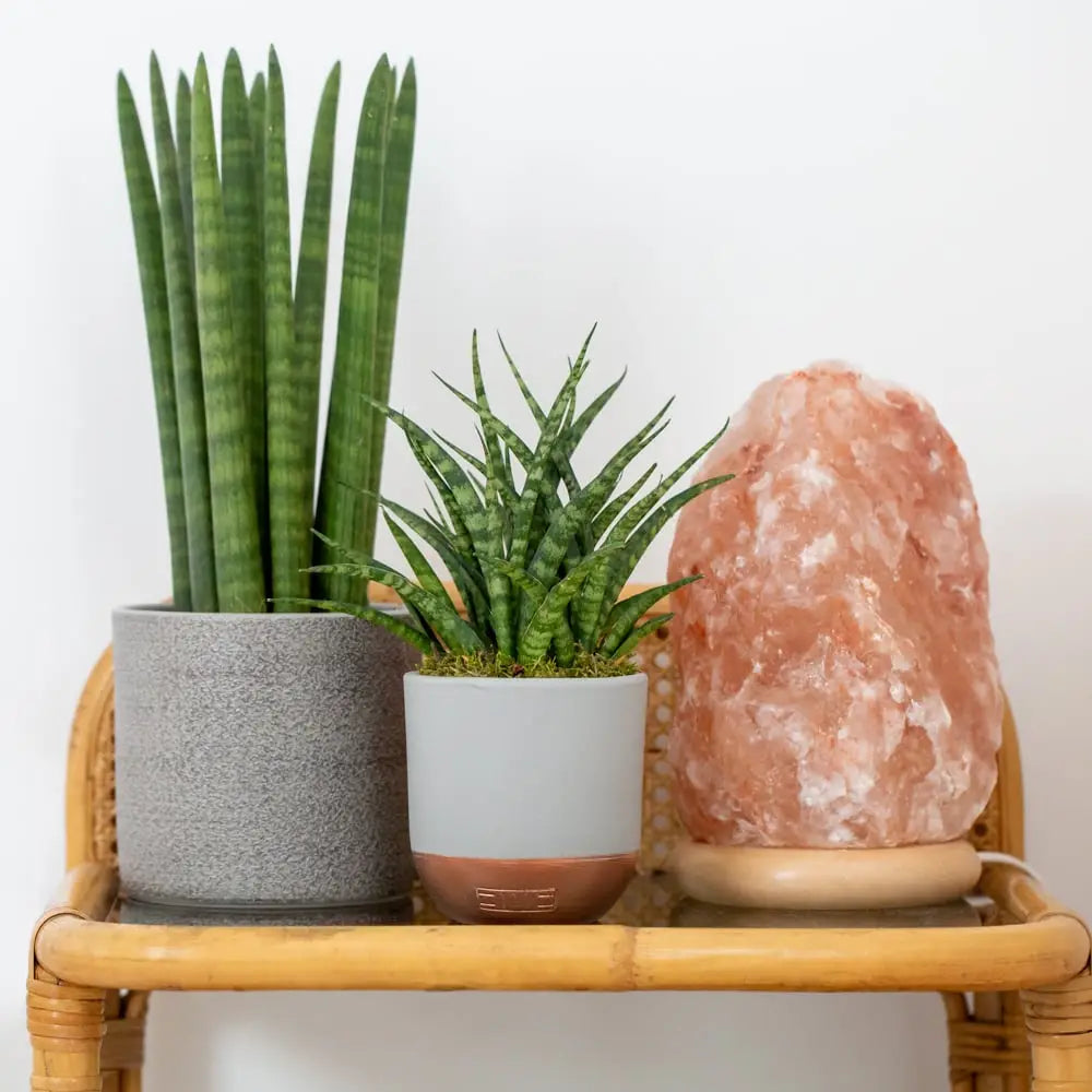Sansevieria Cylindrica (Spiky), Grey Textured Pot