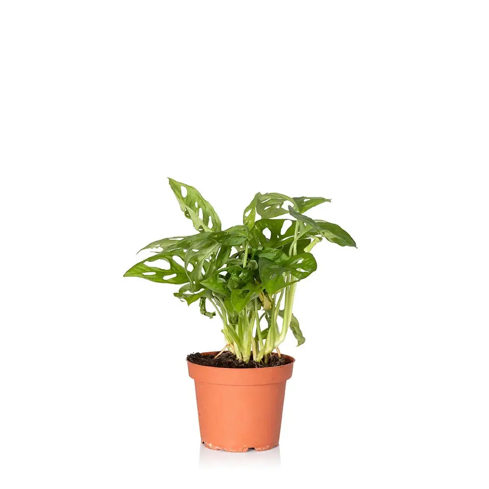 Monstera Monkey Leaf