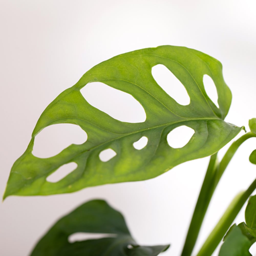 Monstera Monkey Leaf