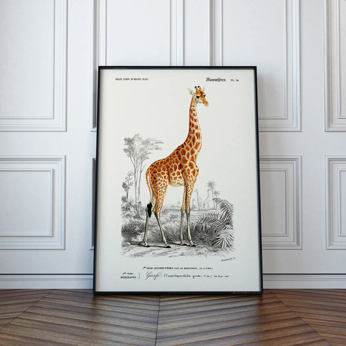 Giraffe 30 x40 cm Poster